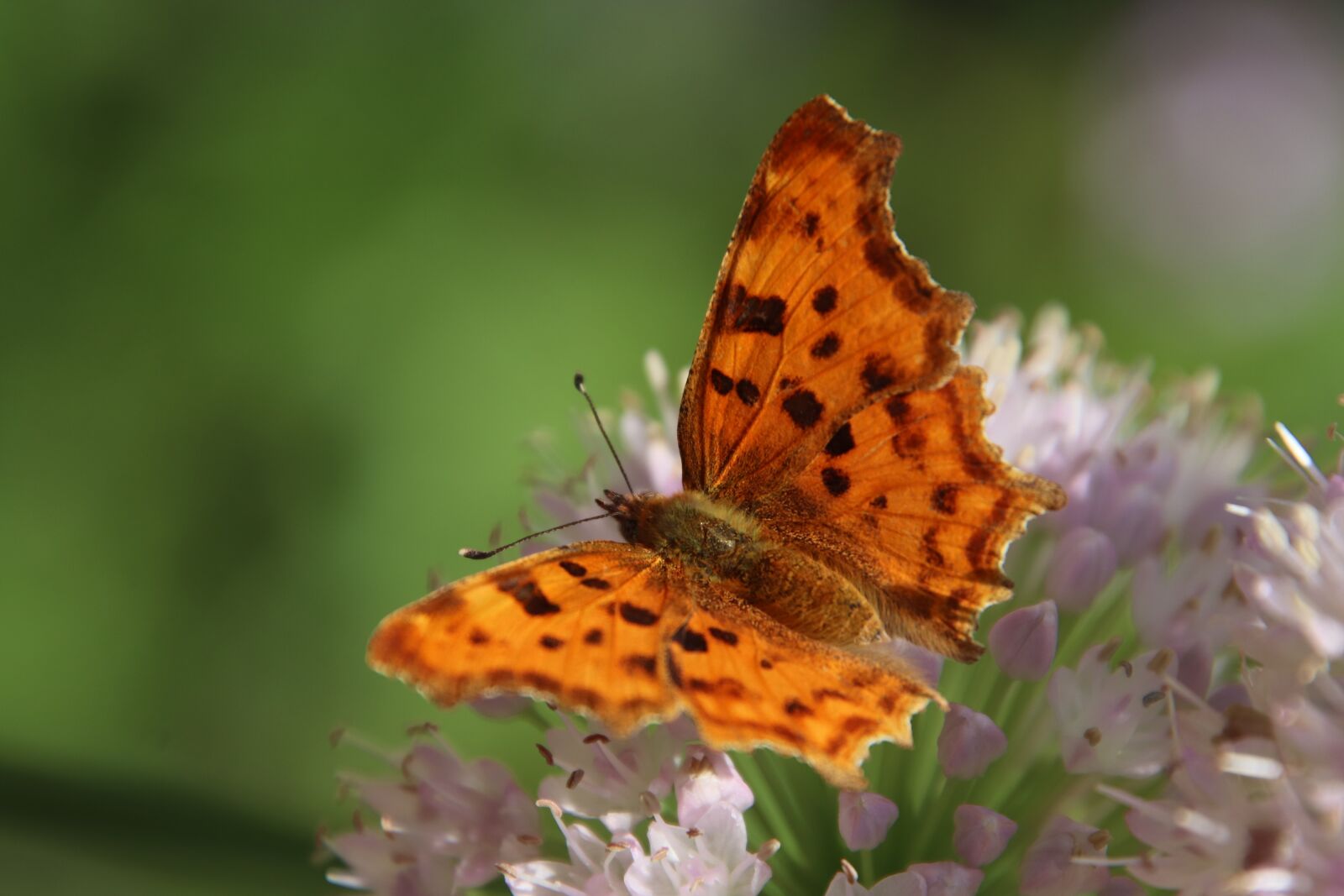 Canon EOS 800D (EOS Rebel T7i / EOS Kiss X9i) sample photo. Butterfly, tabby, color orange photography