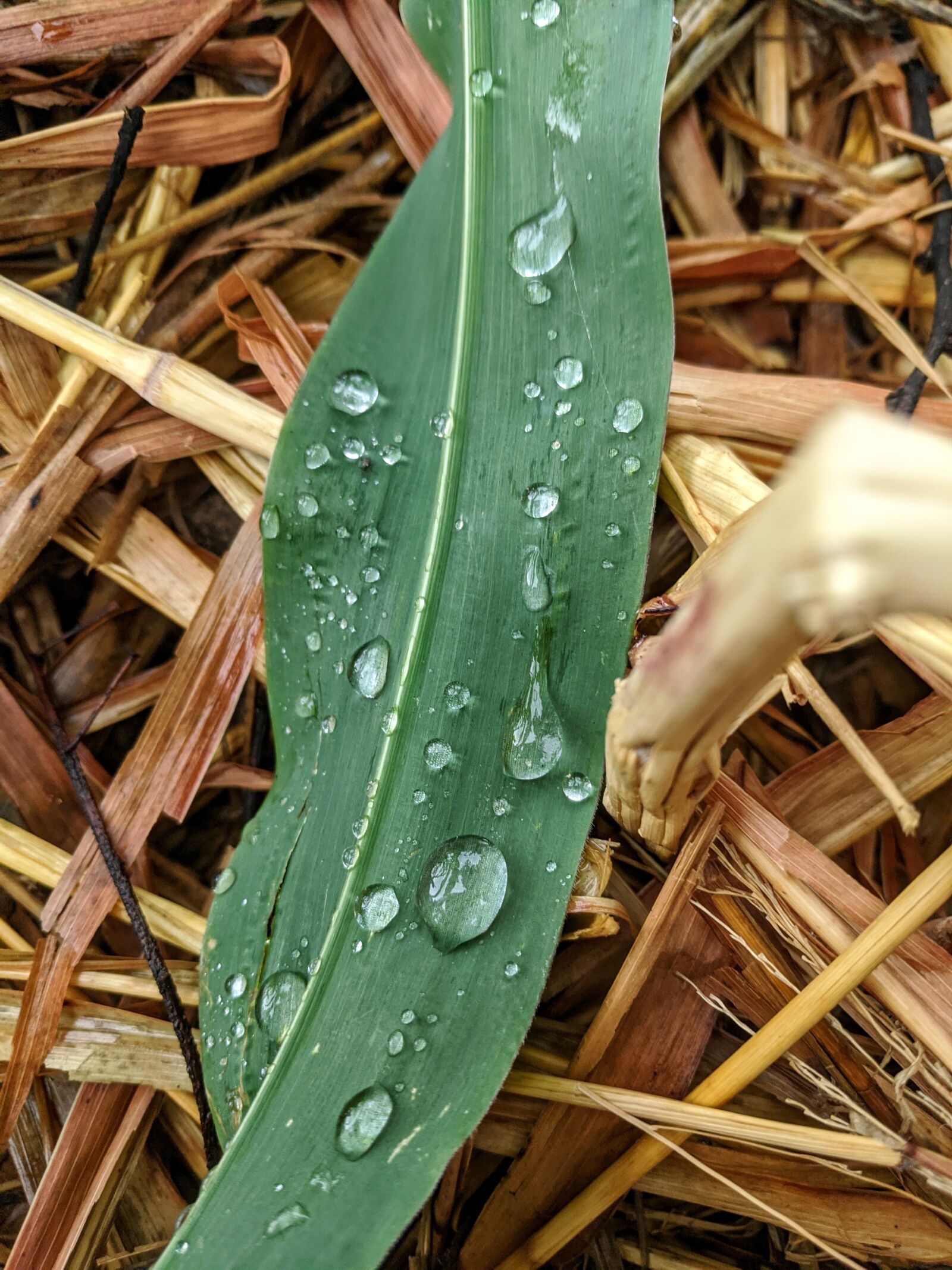 Google Pixel sample photo. Garden, hay, straw photography