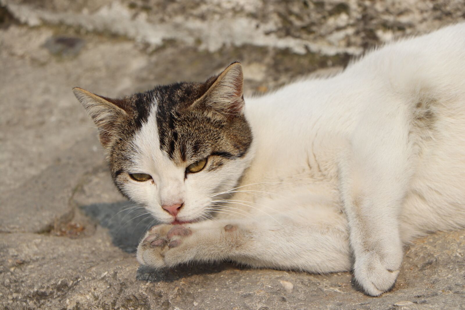 Canon EOS 77D (EOS 9000D / EOS 770D) sample photo. Cat, cats, beautiful photography