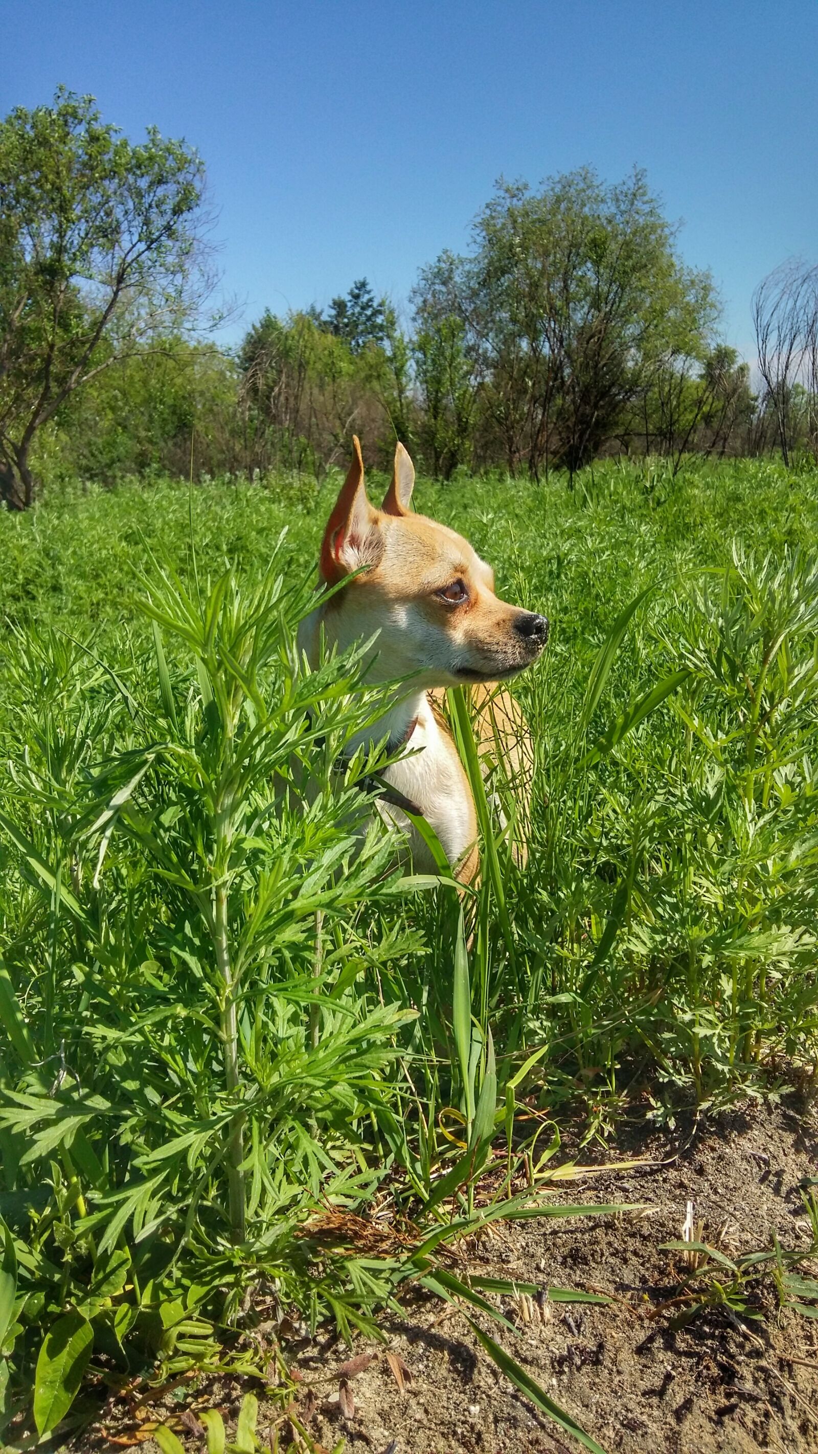 Samsung Galaxy A5 sample photo. Dog, meadow, field photography