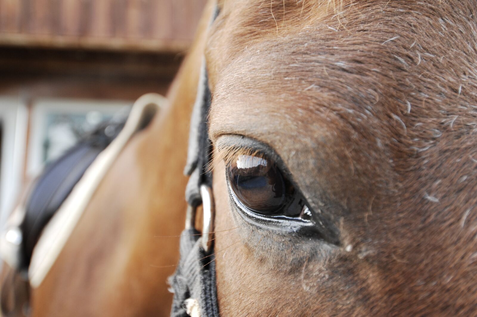 Nikon D2Xs sample photo. Horse, horse eye, close photography