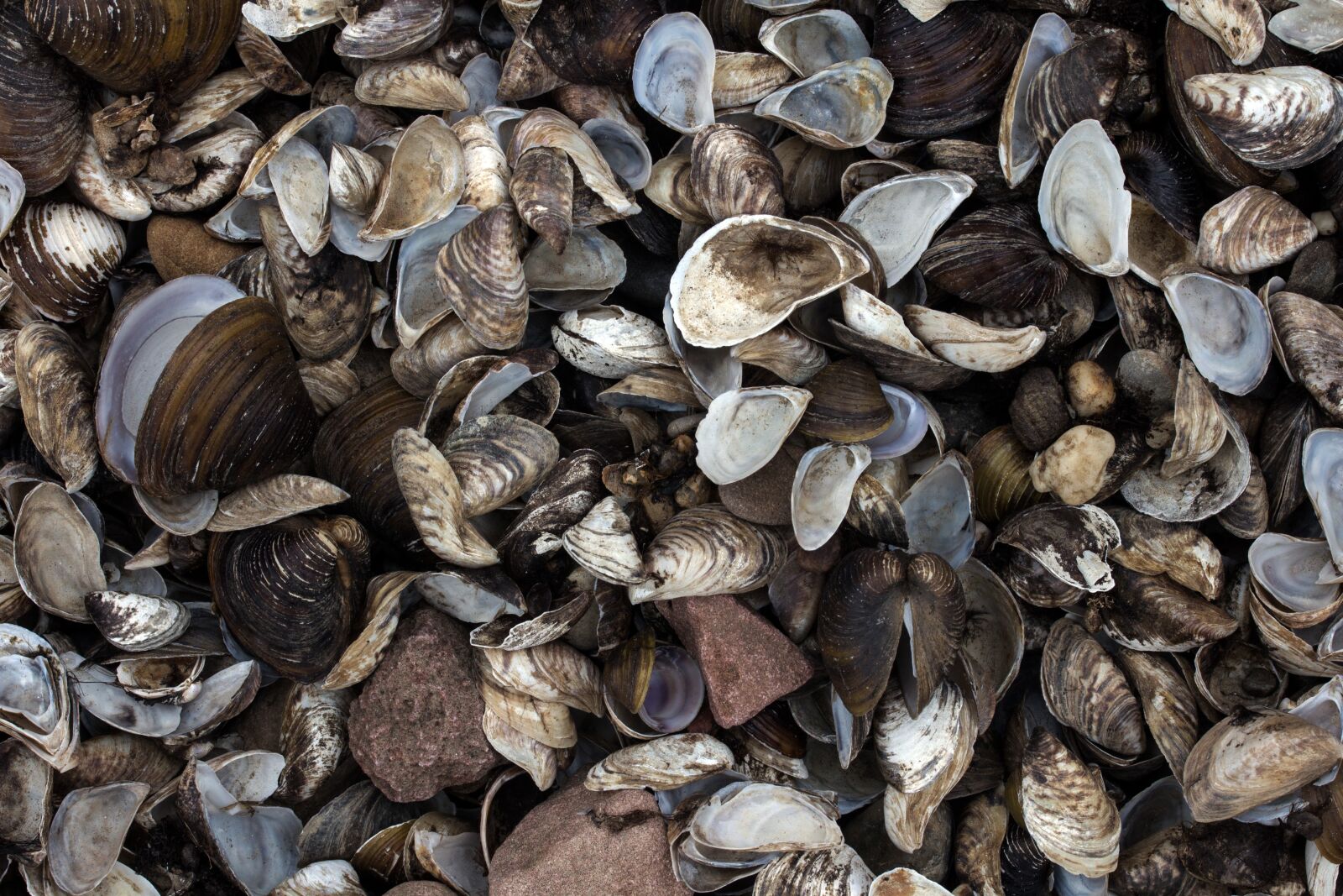 Canon EF-S 60mm F2.8 Macro USM sample photo. Mussels, stones, rhine photography