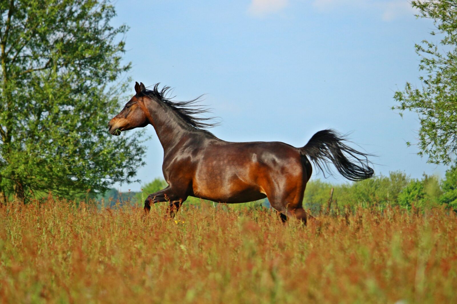 Canon EOS 100D (EOS Rebel SL1 / EOS Kiss X7) sample photo. Horse, brown, thoroughbred arabian photography