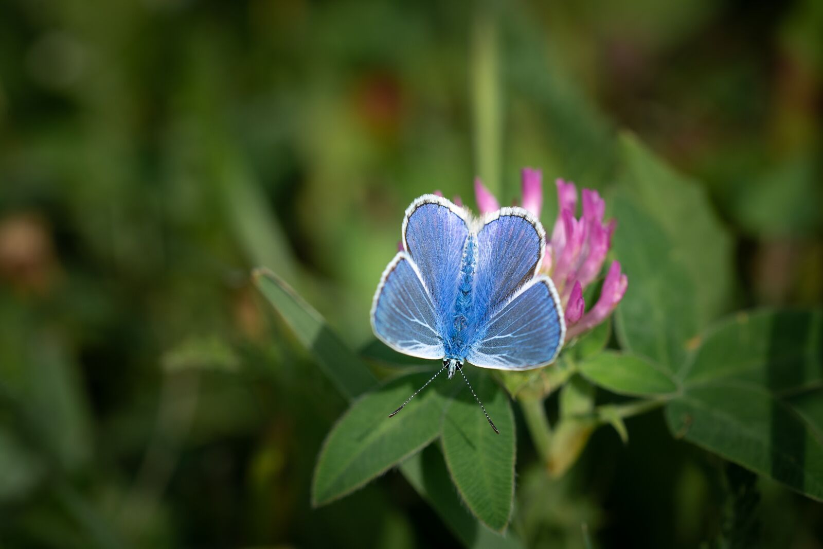 Nikon D7100 sample photo. Common blue, butterfly, blue photography