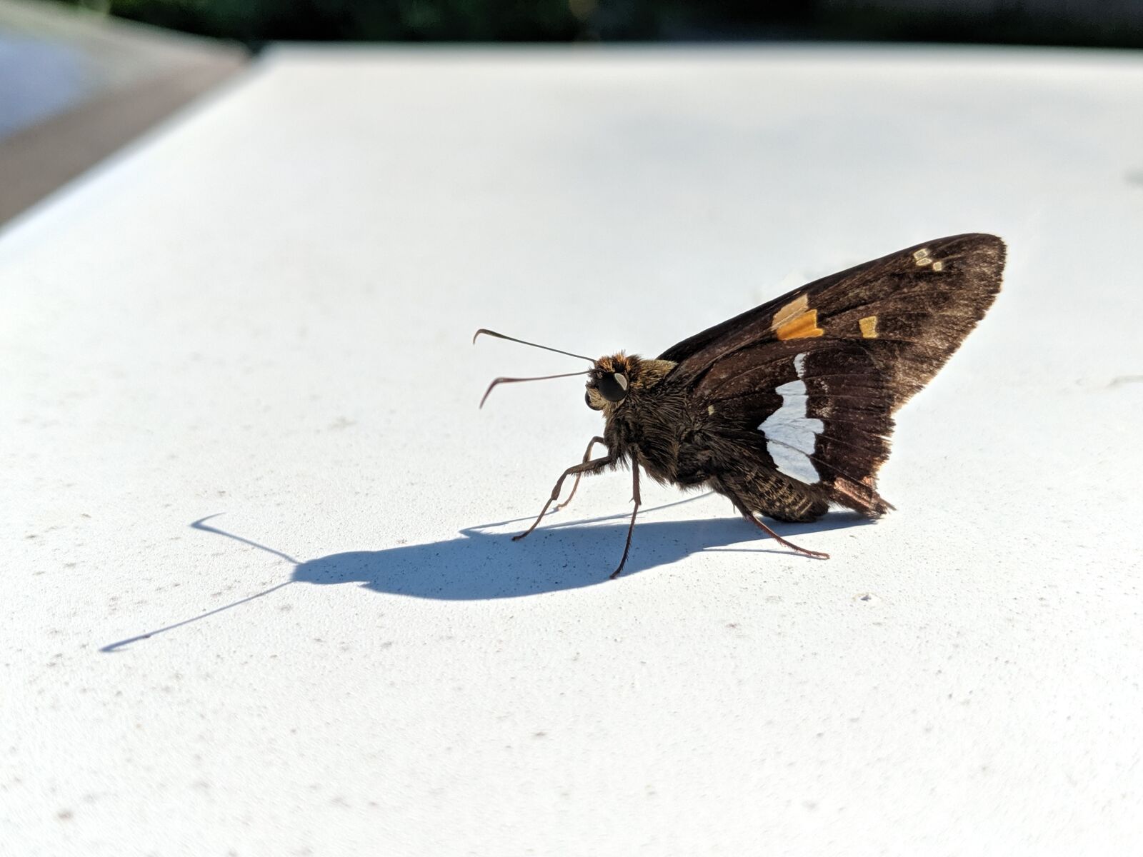 Google Pixel 2 sample photo. Butterfly, moth, summer photography