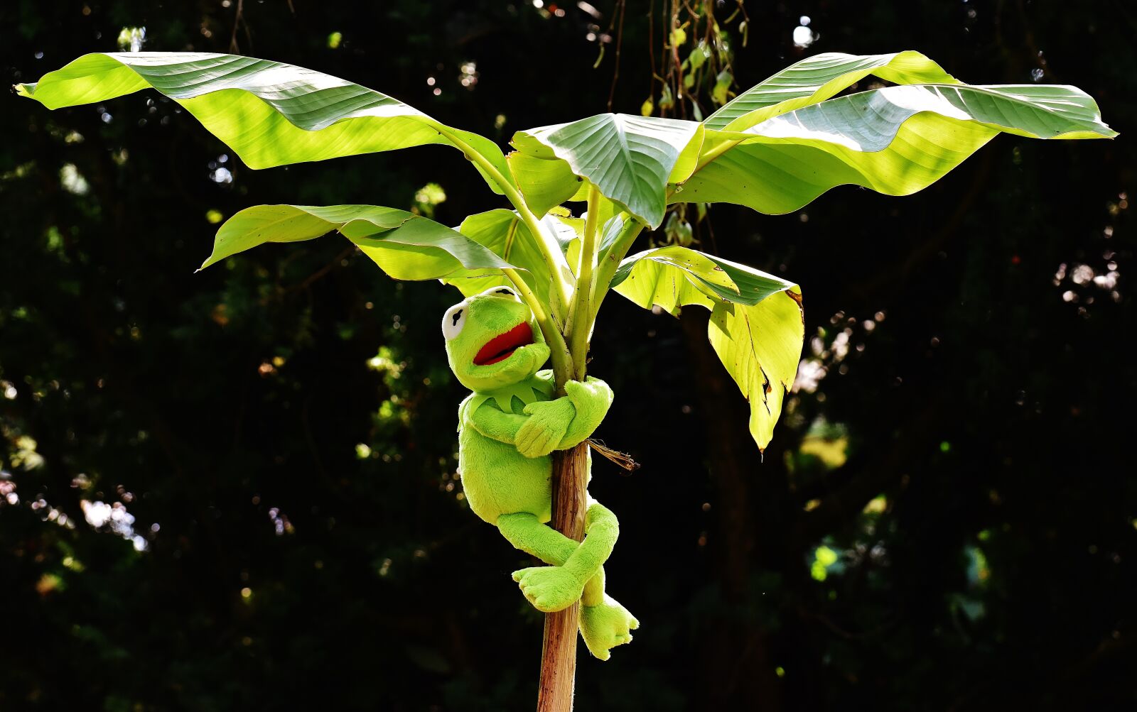 Nikon D7200 sample photo. Exasperate, kermit, frog photography