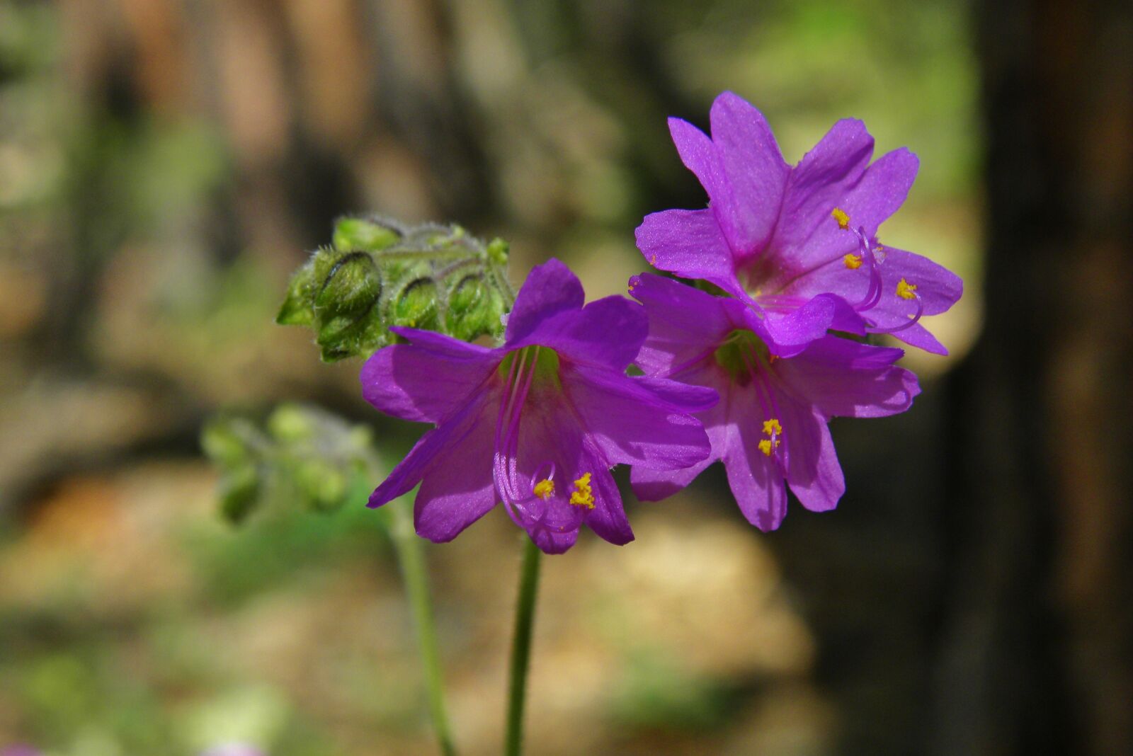 Nikon Coolpix P90 sample photo. Flower, purple, purple flower photography