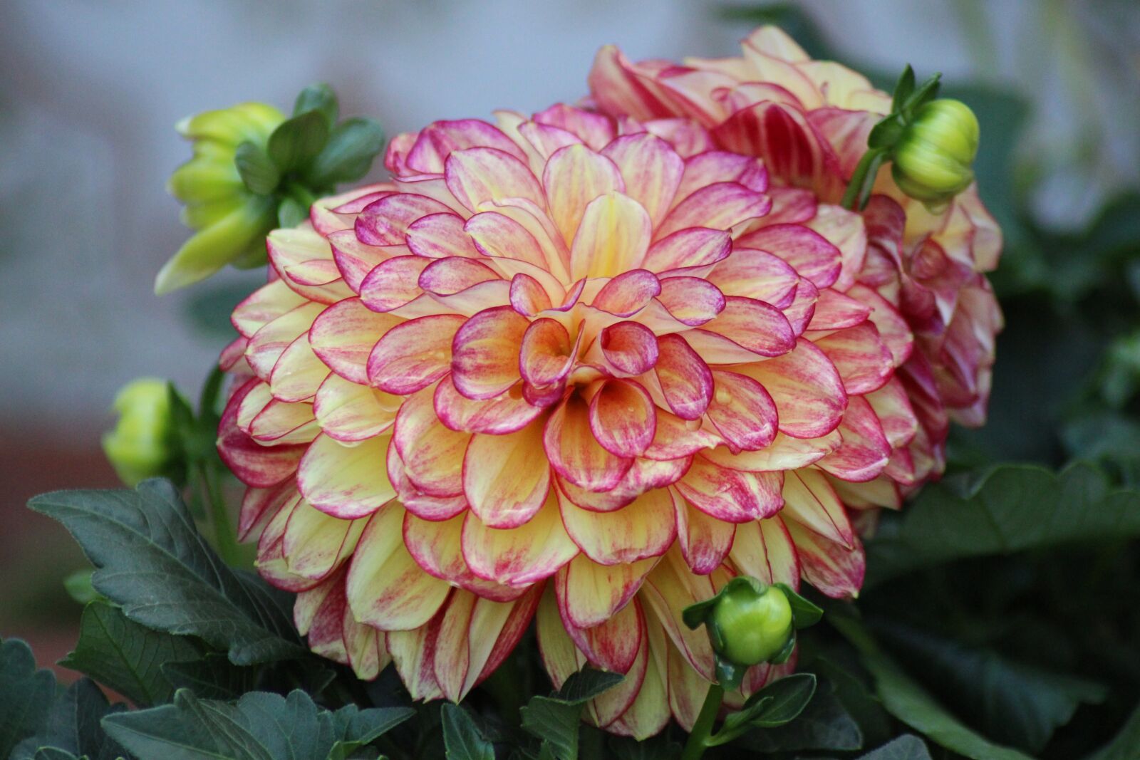 Canon EOS 700D (EOS Rebel T5i / EOS Kiss X7i) sample photo. Flower, dahlia, red photography