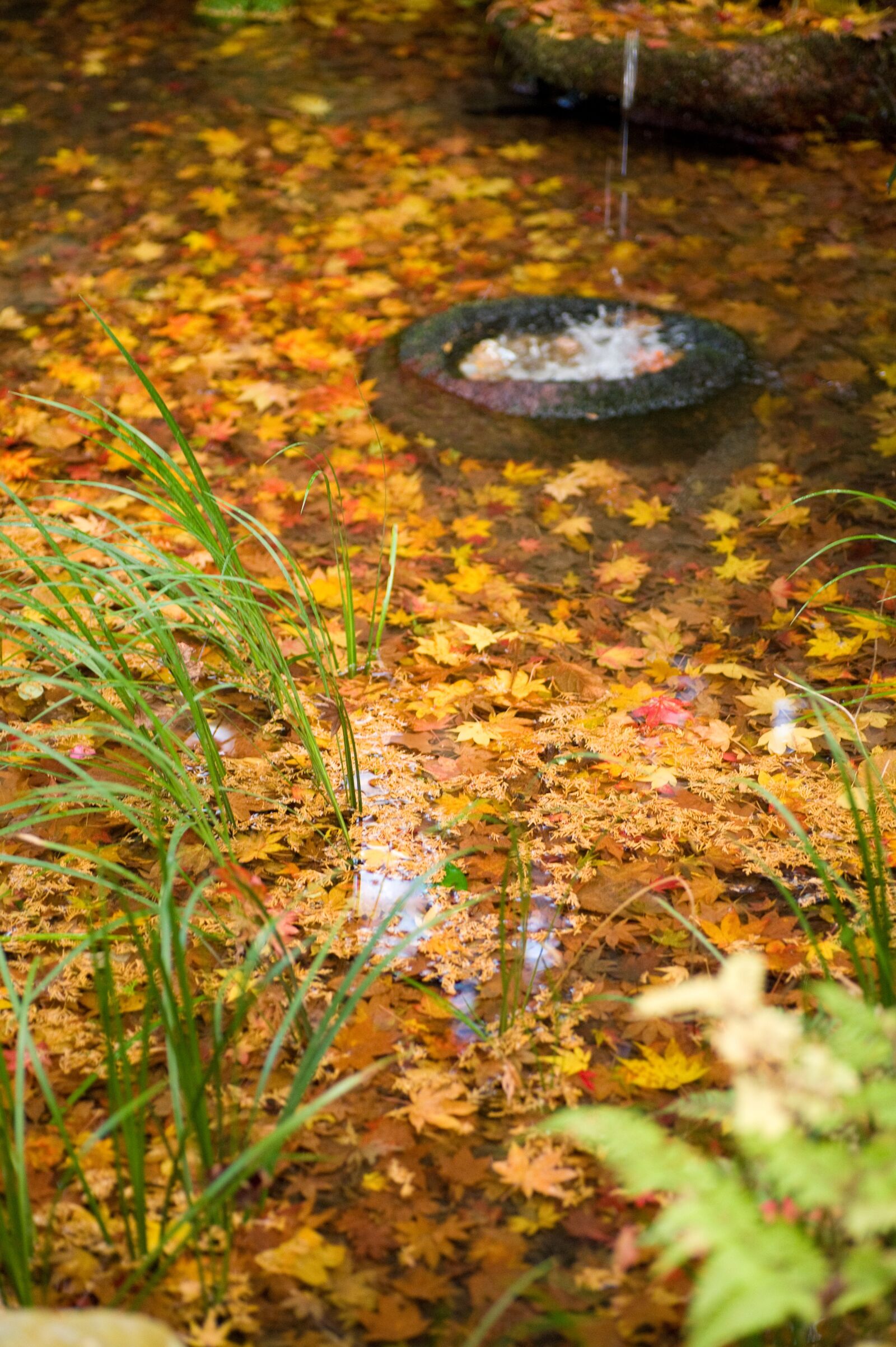 Nikon D700 sample photo. Autumnal leaves, water, autumn photography