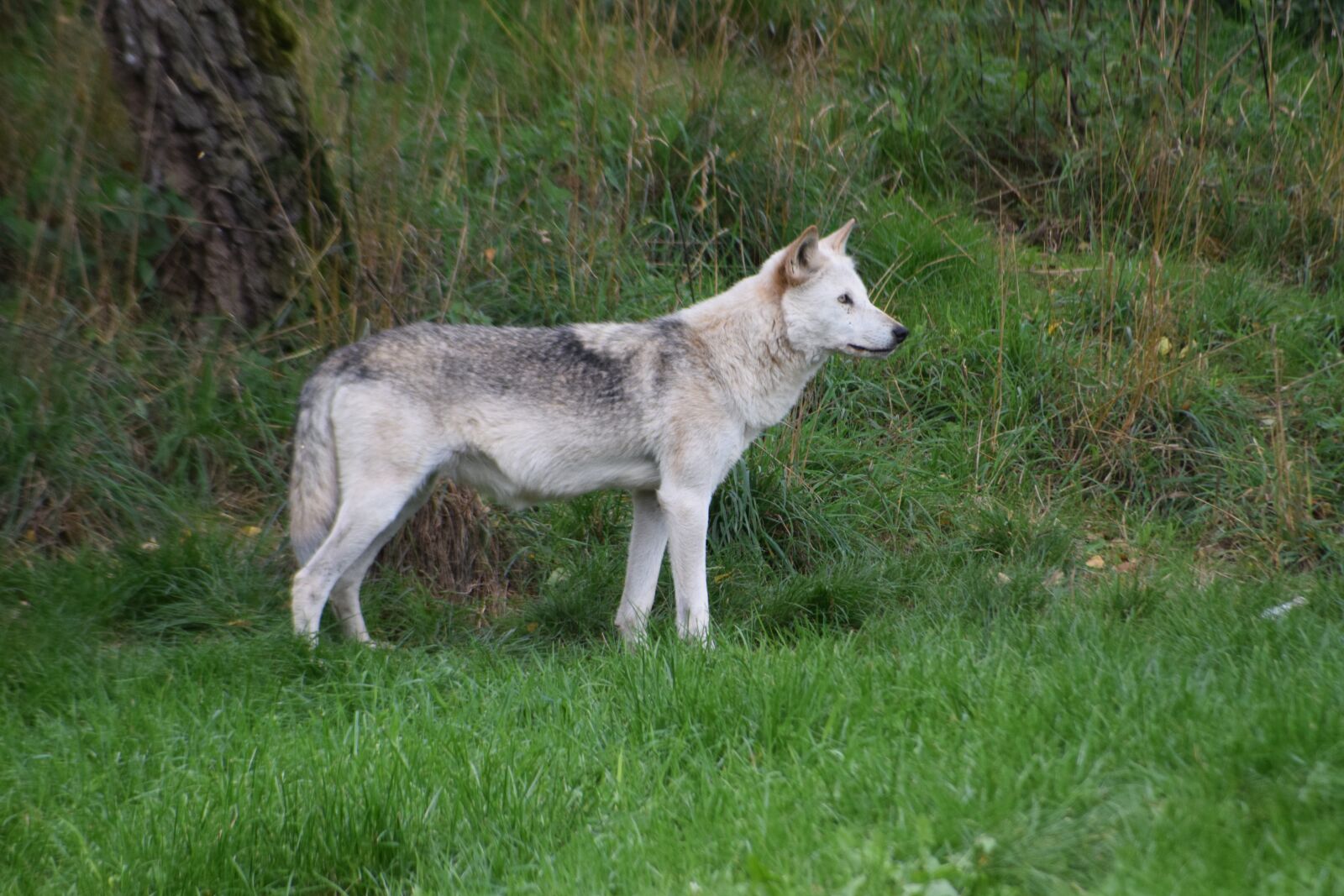 Nikon D5300 sample photo. Wolf, tatzmania, black forest photography