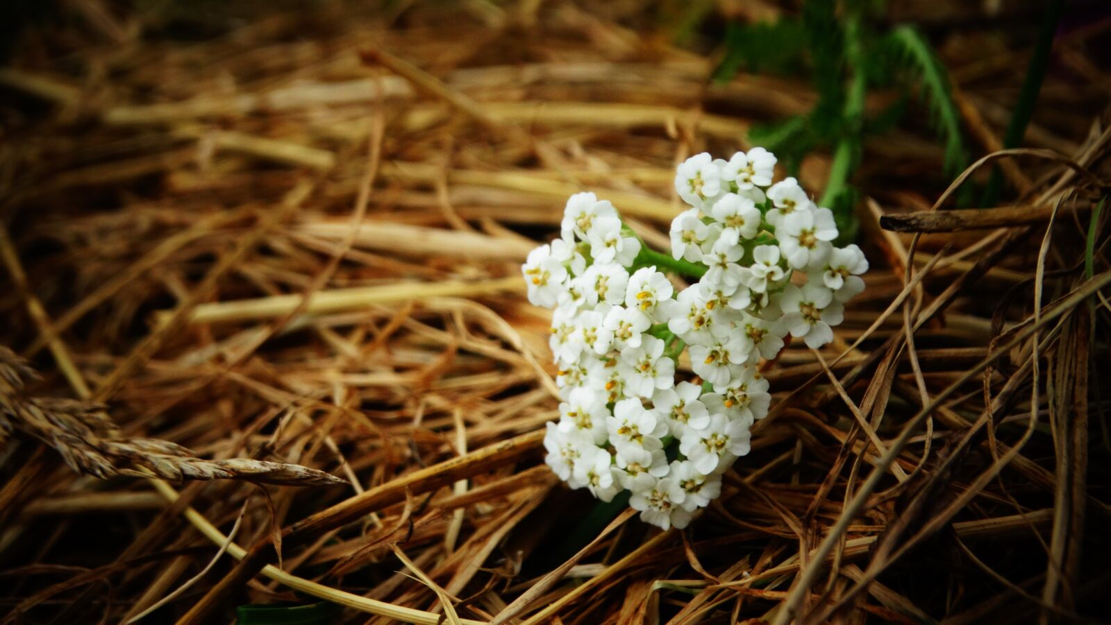 Sony Cyber-shot DSC-HX300 sample photo. Flowers, petals, yarrow photography
