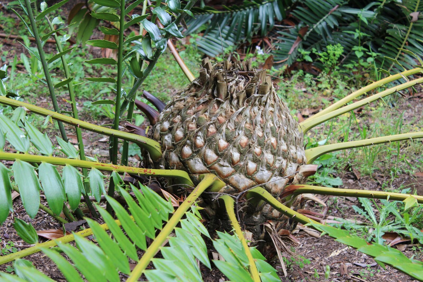 Canon EOS 1200D (EOS Rebel T5 / EOS Kiss X70 / EOS Hi) sample photo. Cone, plant, cycad photography