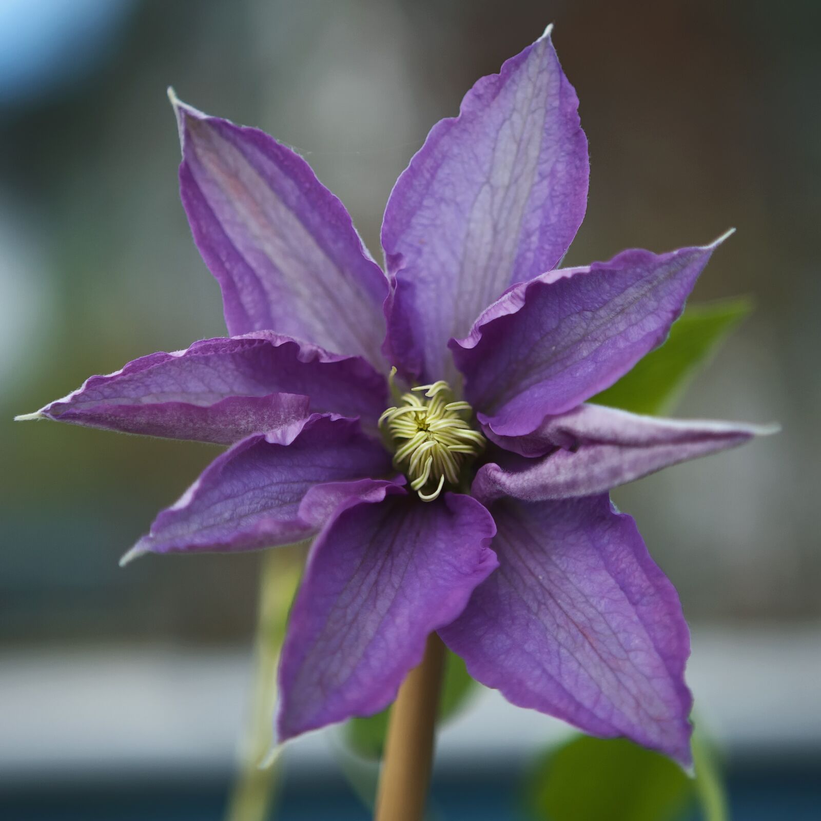 Canon EOS 5D Mark II + Canon EF 24-70mm F2.8L USM sample photo. Clematis, flower, plant photography