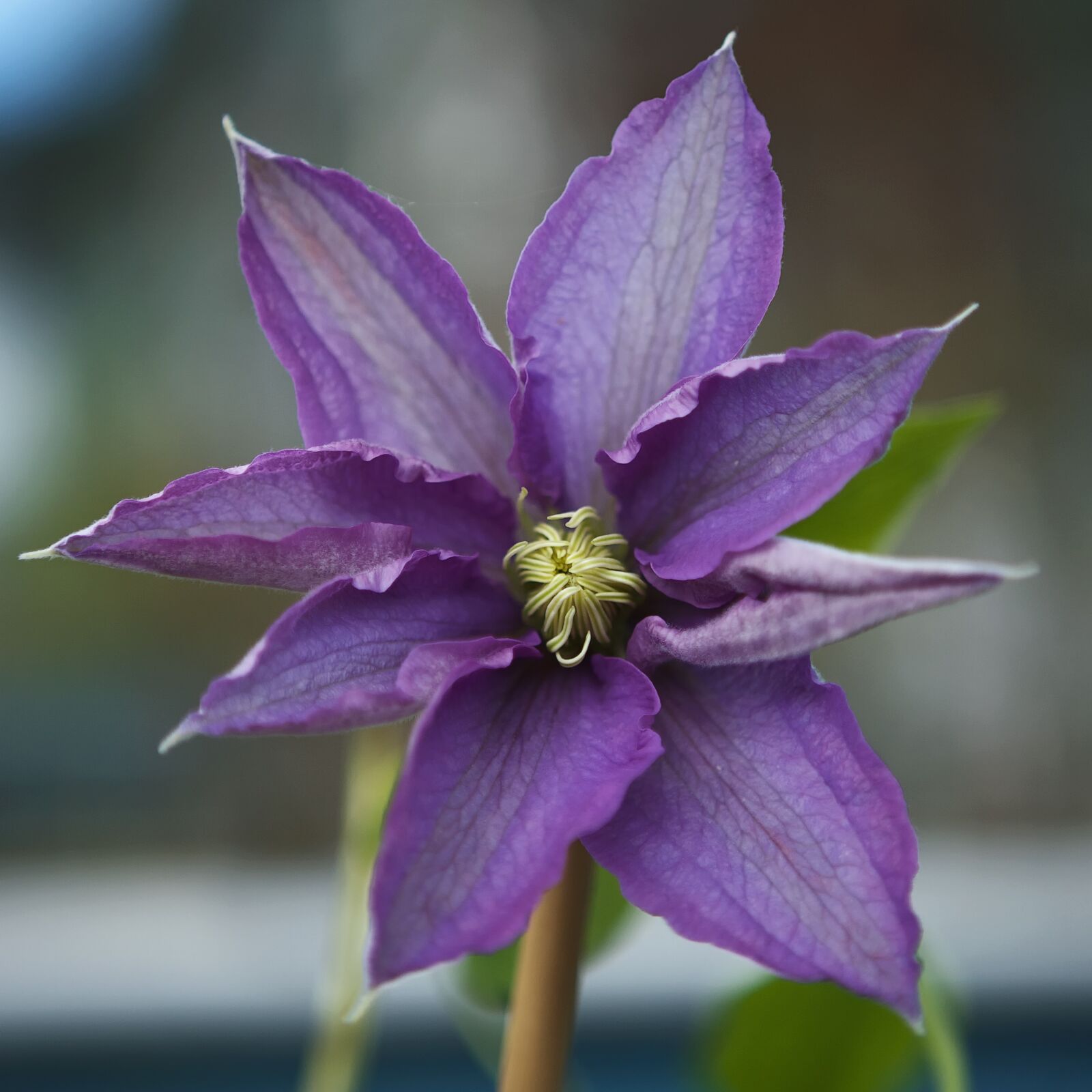 Canon EF 24-70mm F2.8L USM sample photo. Clematis, flower, plant photography