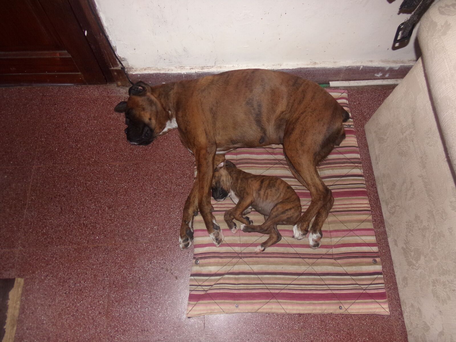 Kodak PIXPRO AZ361 sample photo. Boxer, dog, mascotas photography