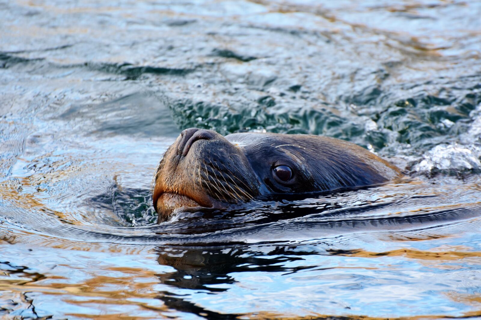 Nikon D7200 sample photo. Seal, sea lion, robbe photography