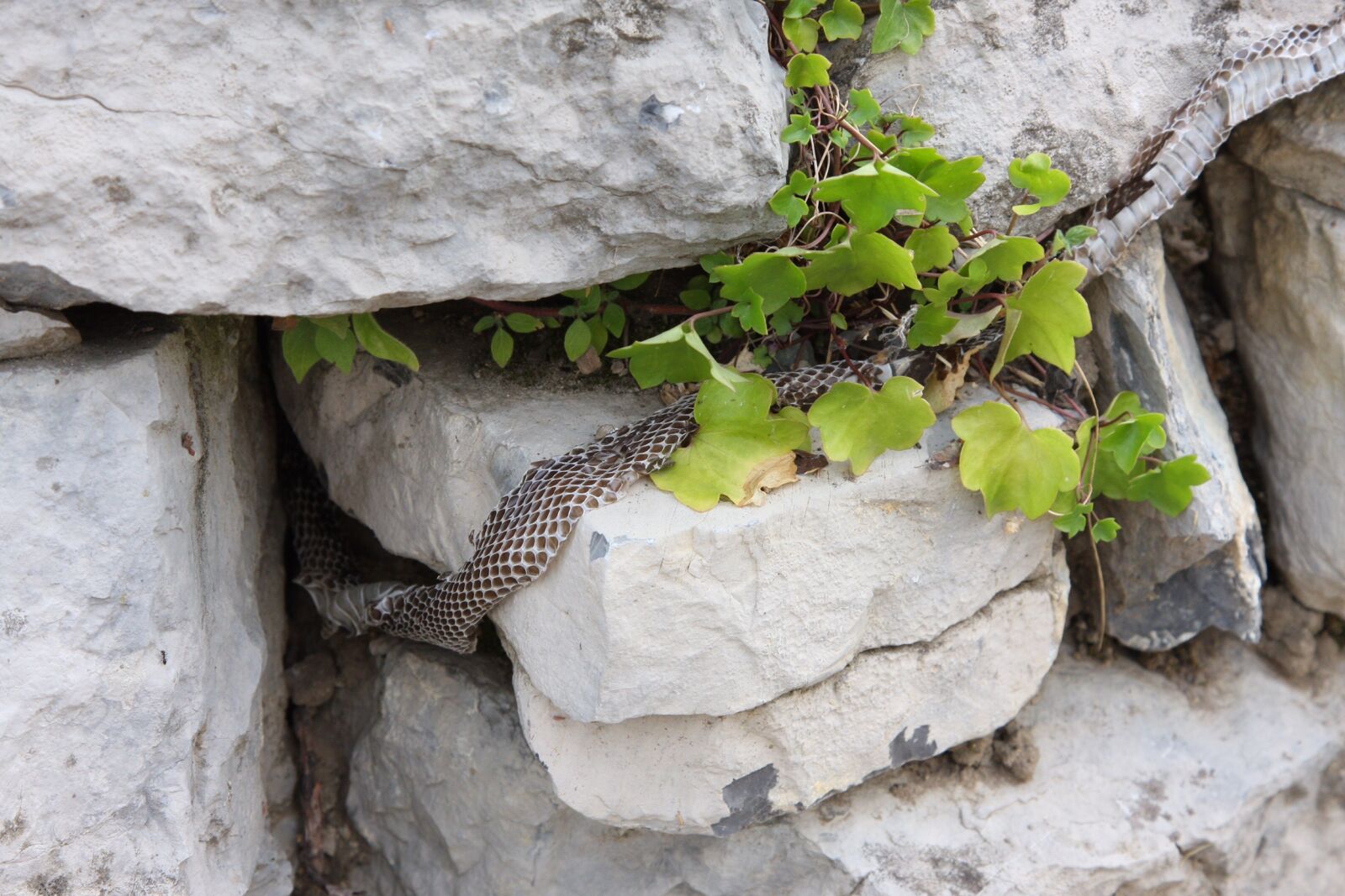 Canon EOS 40D sample photo. Nature, wood, rock photography