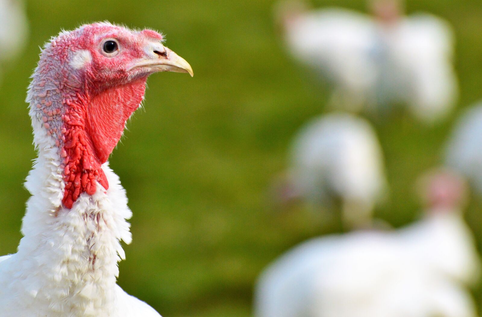 Nikon D3200 sample photo. Turkeys, birds, plumage photography
