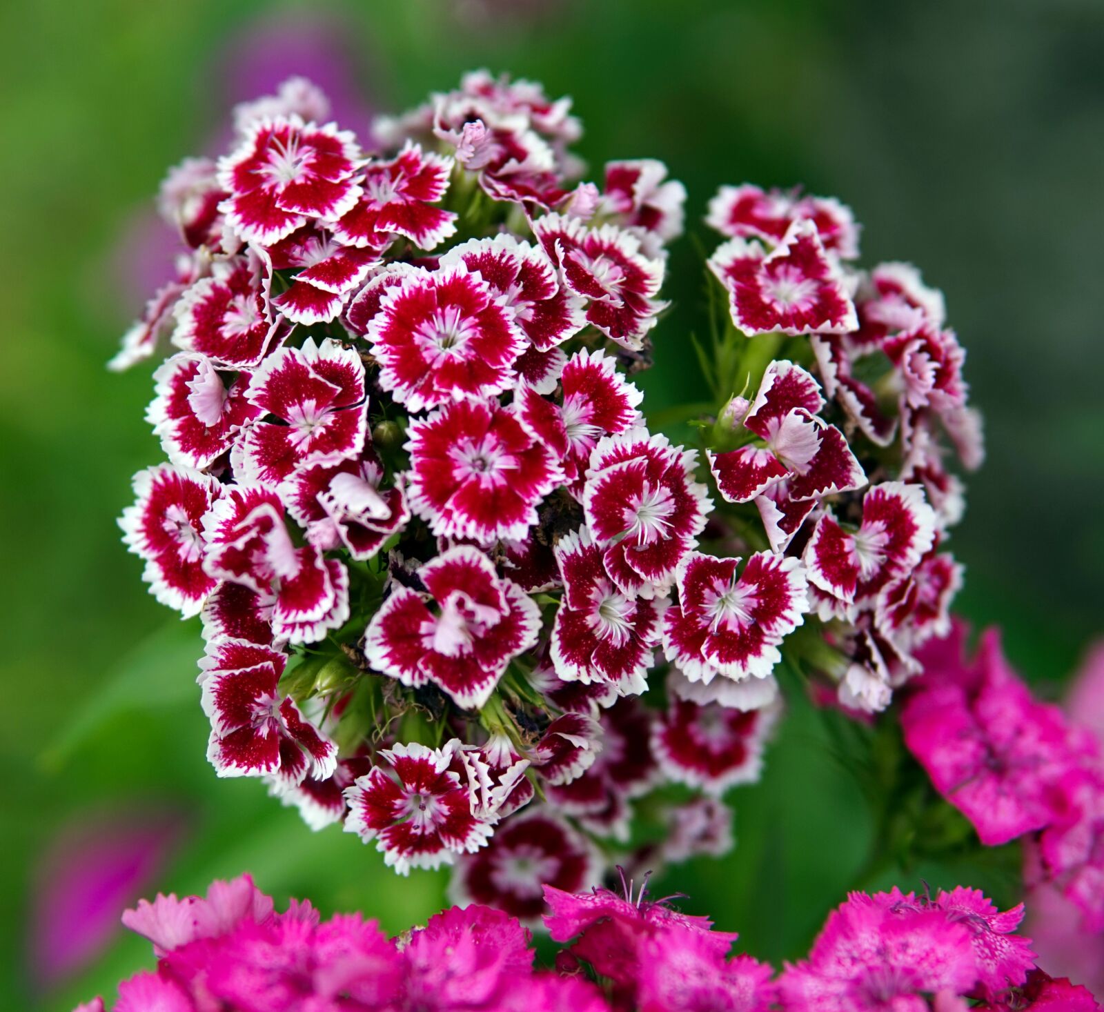 Sigma 30mm F1.4 DC DN | C sample photo. Sweet william, blossom, bloom photography
