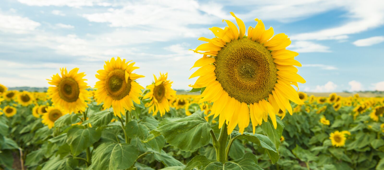 Nikon D800 sample photo. Field, nature, nobody photography