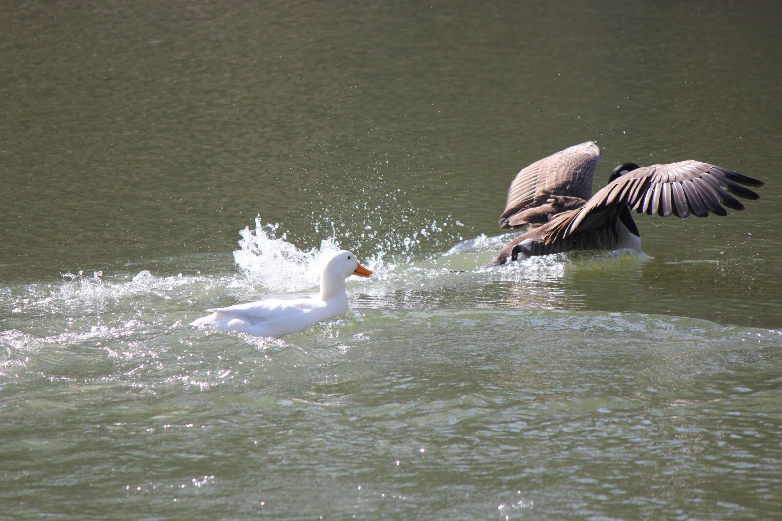 Canon EOS 550D (EOS Rebel T2i / EOS Kiss X4) sample photo. Fight, water, fighting photography