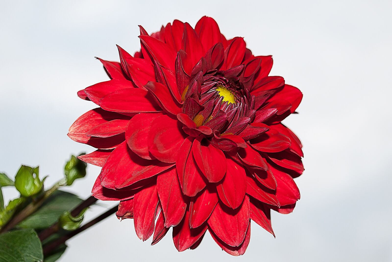 Nikon D3000 sample photo. Dahlia, flower, red photography