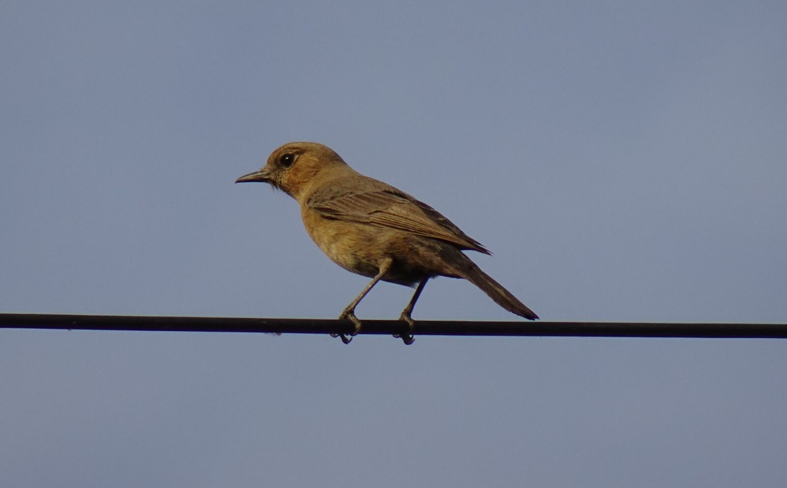 Sony DSC-WX800 sample photo. Bird, brown rock chat photography