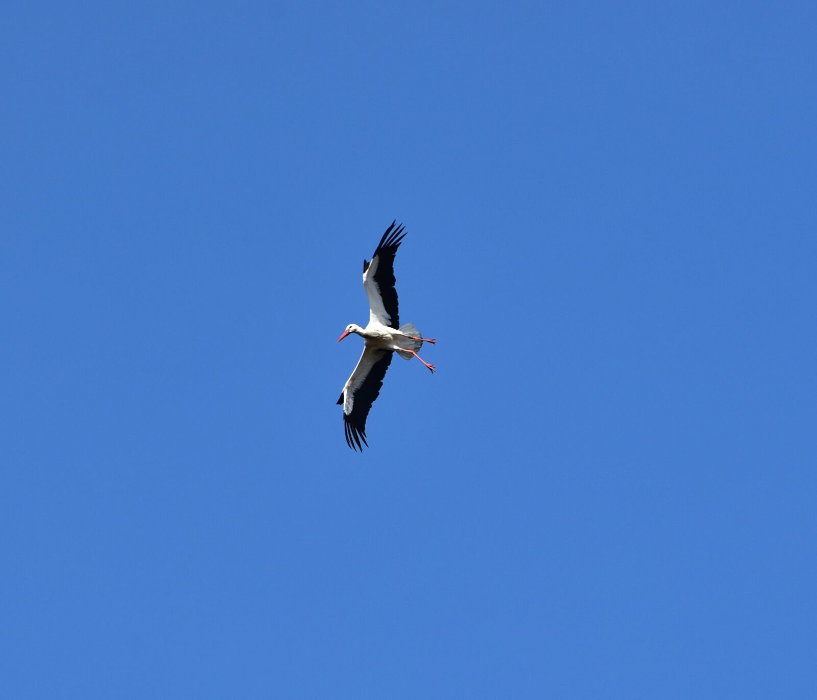 Nikon D750 sample photo. Stork, sky, flying photography