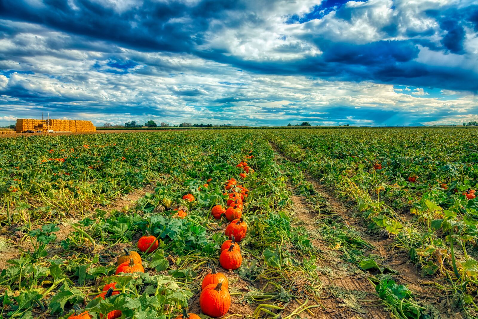 Canon EOS 5DS R + Canon EF 24-105mm F4L IS USM sample photo. Pumpkin patch, field, farm photography