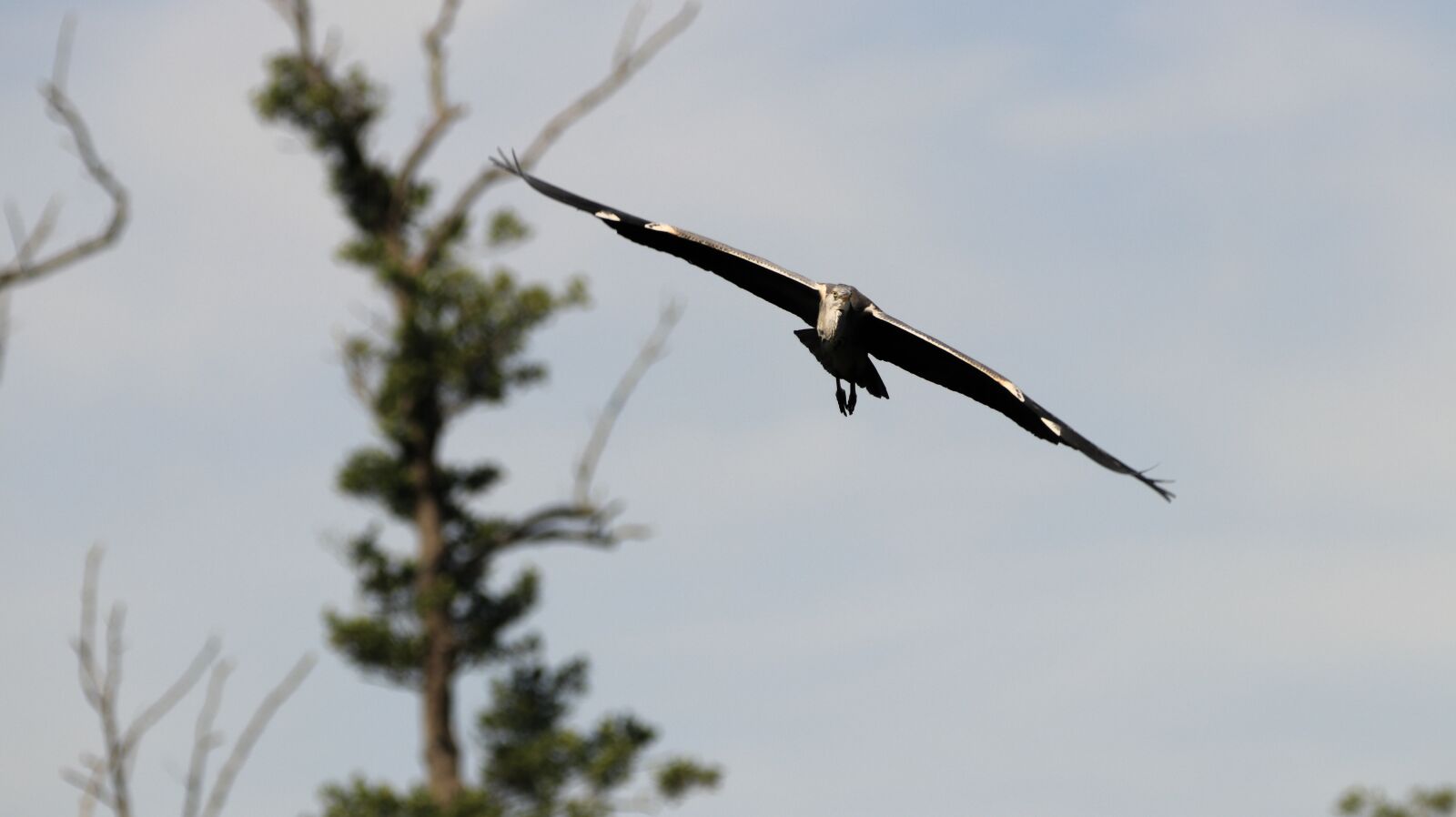 150-600mm F5-6.3 DG OS HSM | Contemporary 015 sample photo. Heron, lake, flight photography