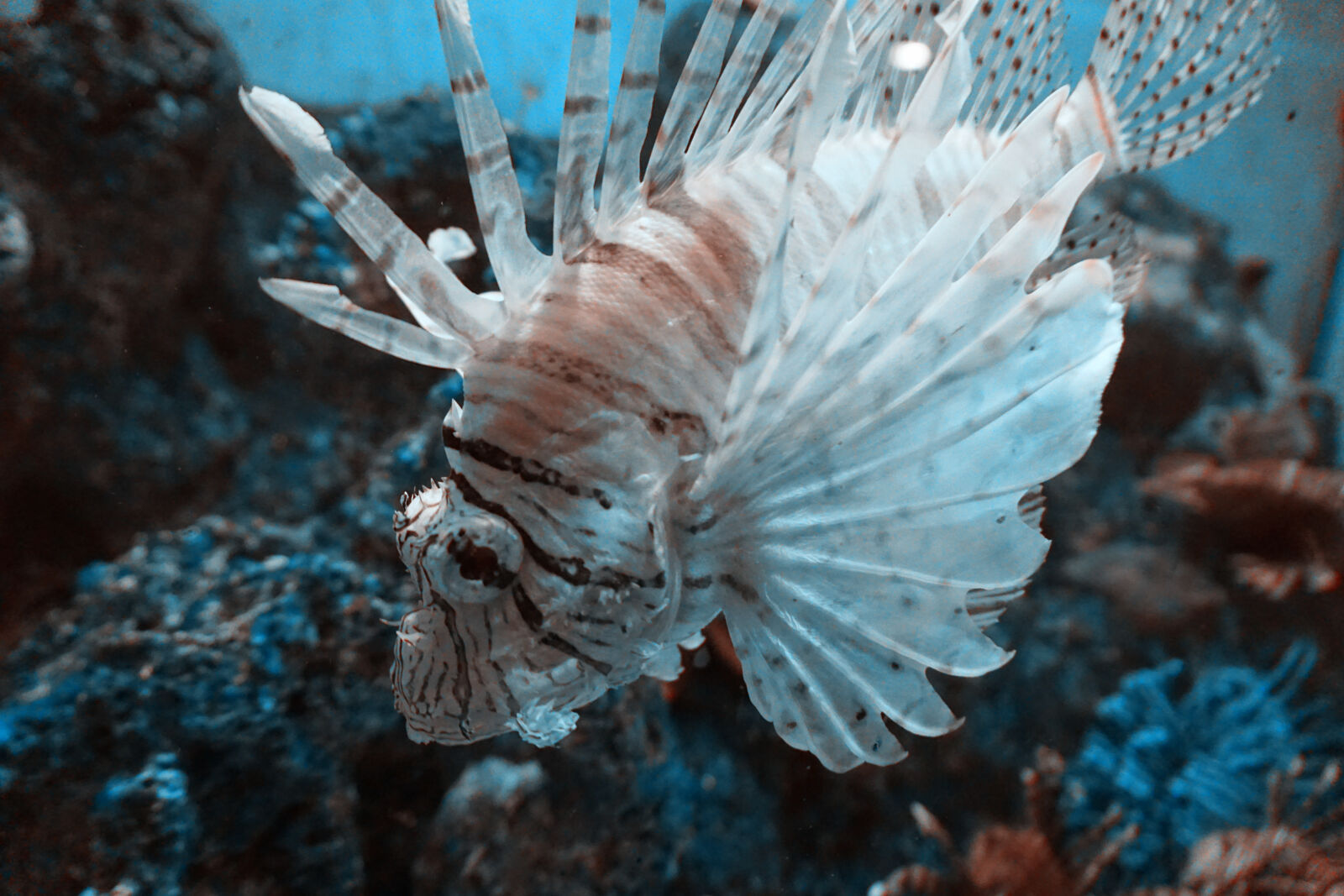 Sony E 16-50mm F3.5-5.6 PZ OSS sample photo. Sea, animal photography