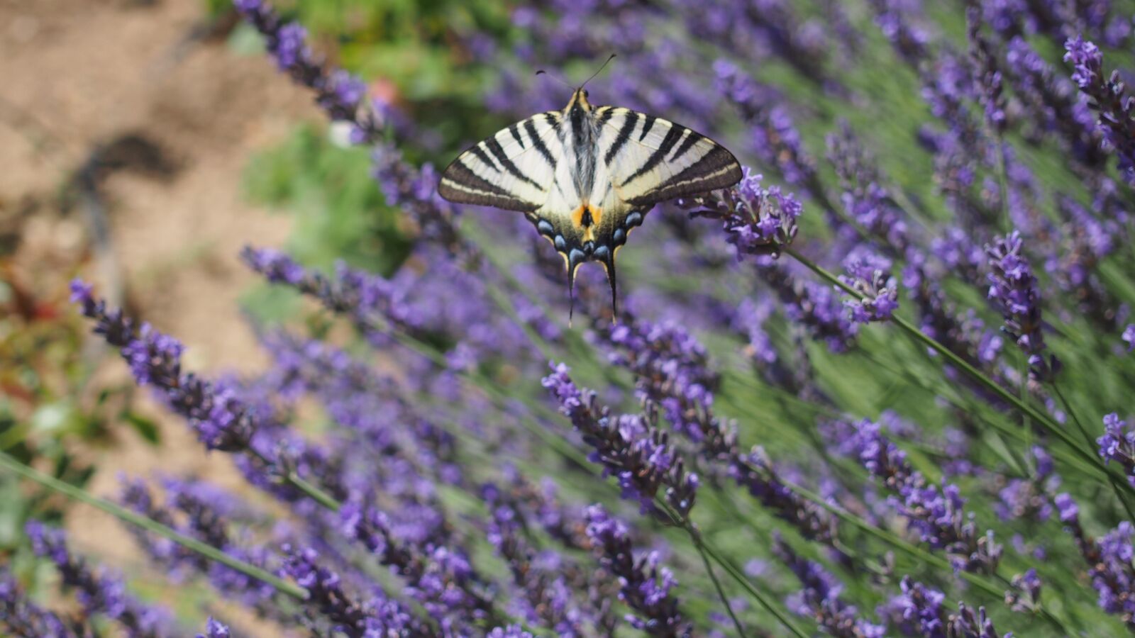 Olympus PEN E-PL6 sample photo. Butterfly, lavender, nature photography