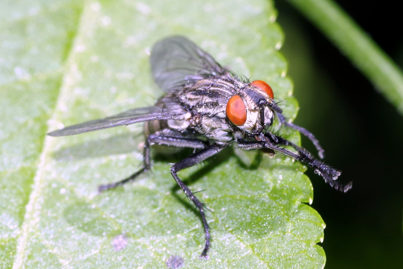 Pentax K-S2 sample photo. Mucha, insect, macro photography