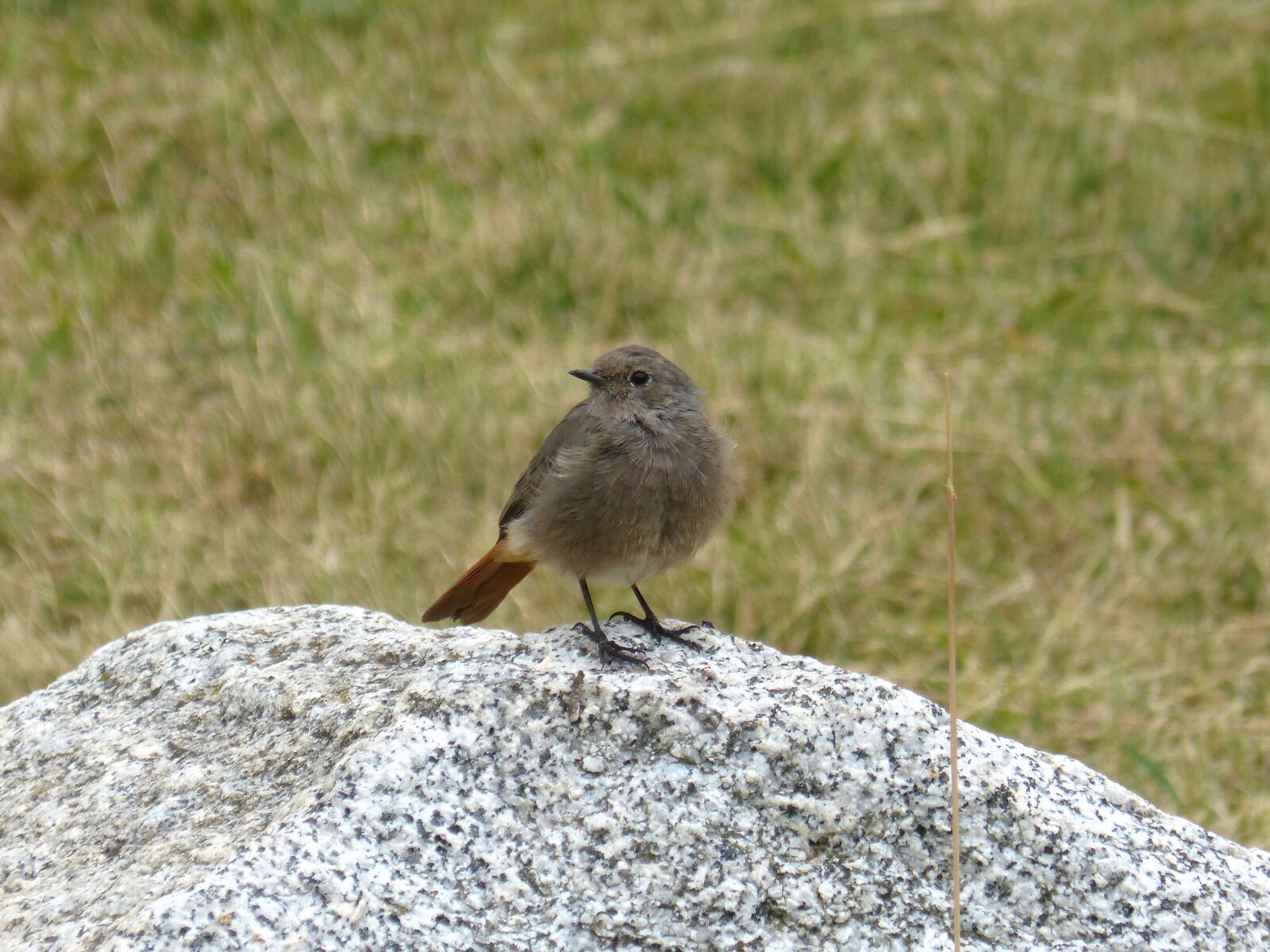 Panasonic DMC-FZ62 sample photo. Bird, rock, prado photography