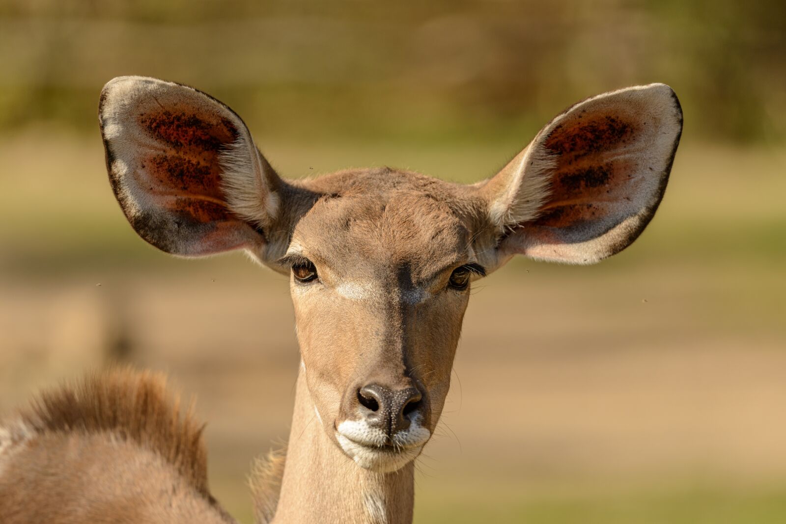 Nikon D800E sample photo. The antelope, portrait, animal photography