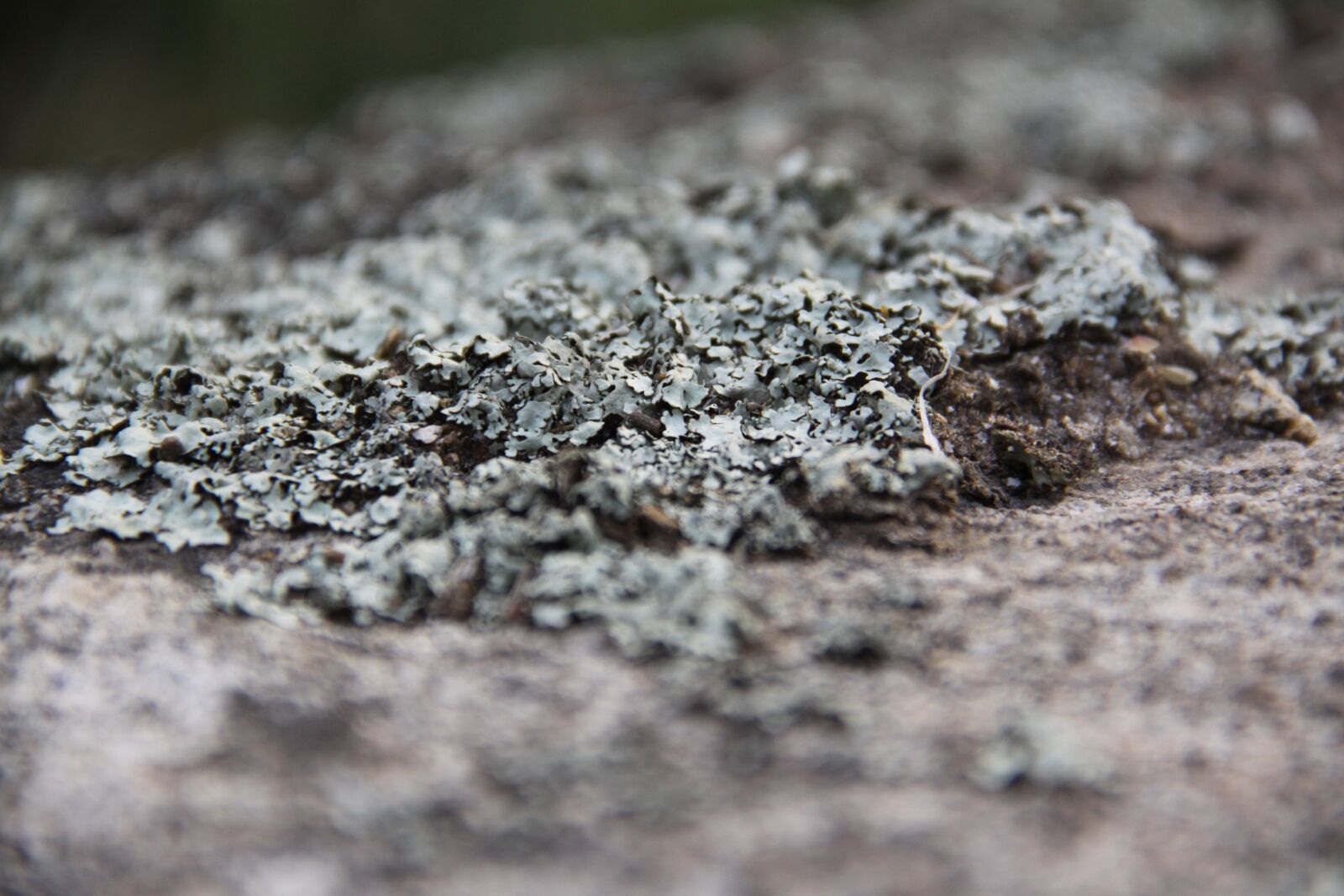Canon EOS 50D sample photo. Lichen, close up, nature photography
