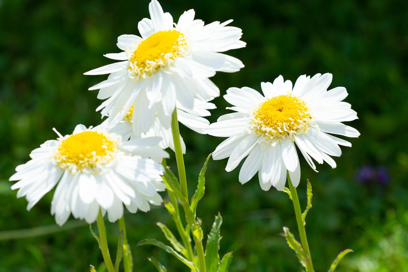 Nikon D7100 sample photo. Flowers, white, white flowers photography