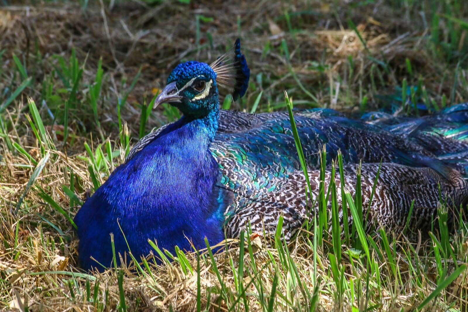Canon EOS 70D sample photo. Peacock, bird, blue photography