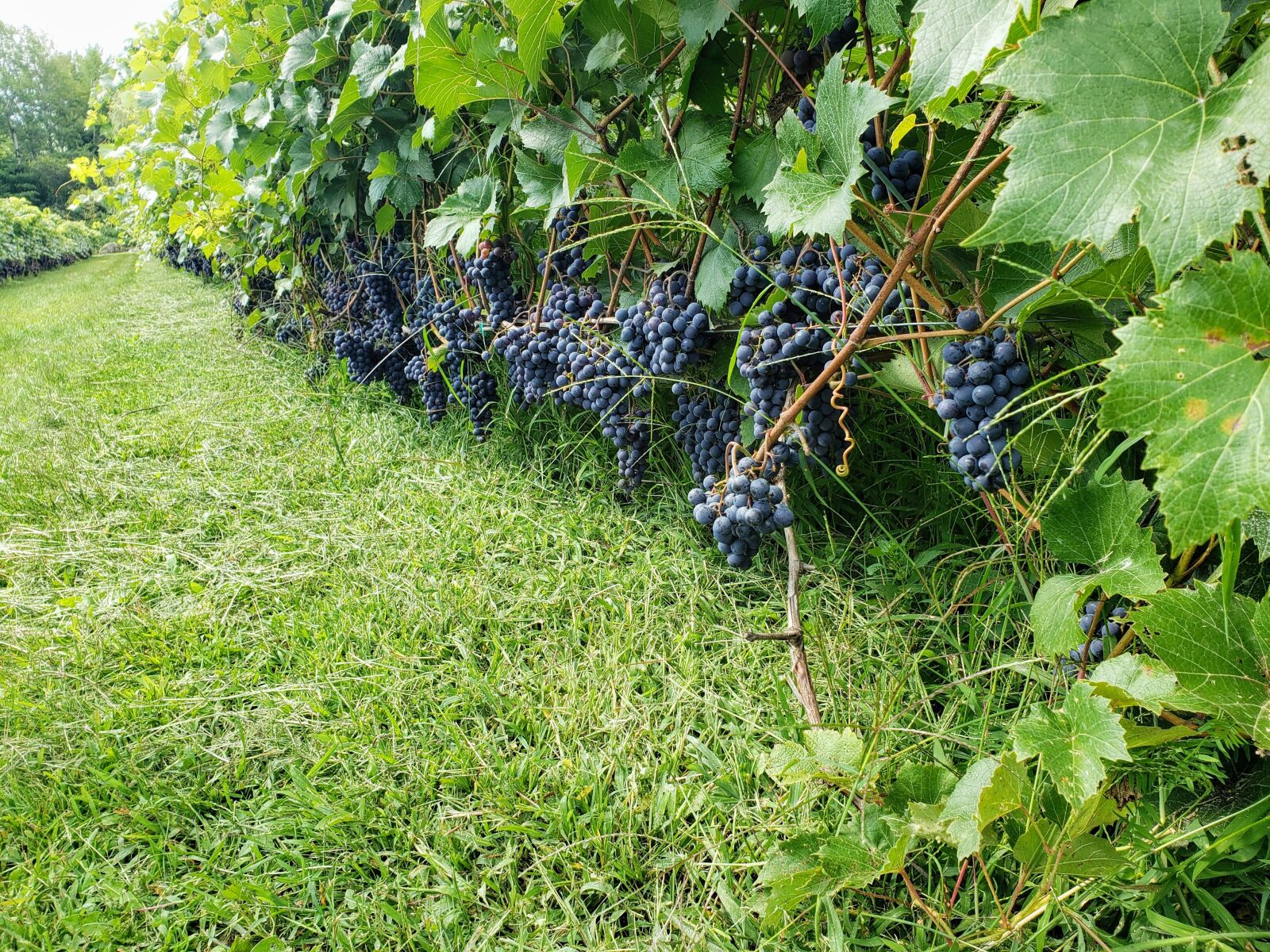 Samsung Galaxy S9+ sample photo. Winery, quebec, wine photography