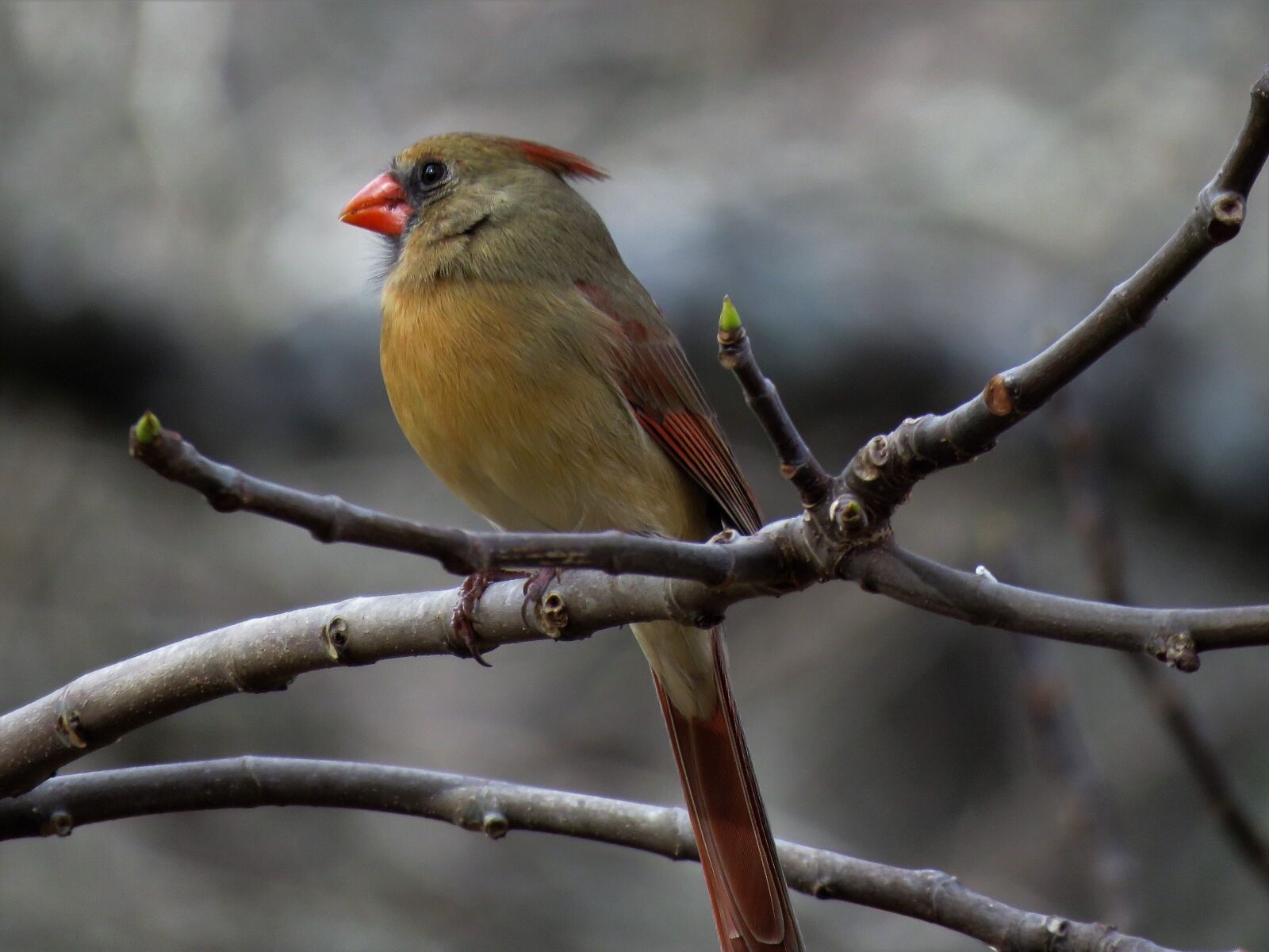 Canon PowerShot SX60 HS sample photo. Nature, bird, outdoors photography