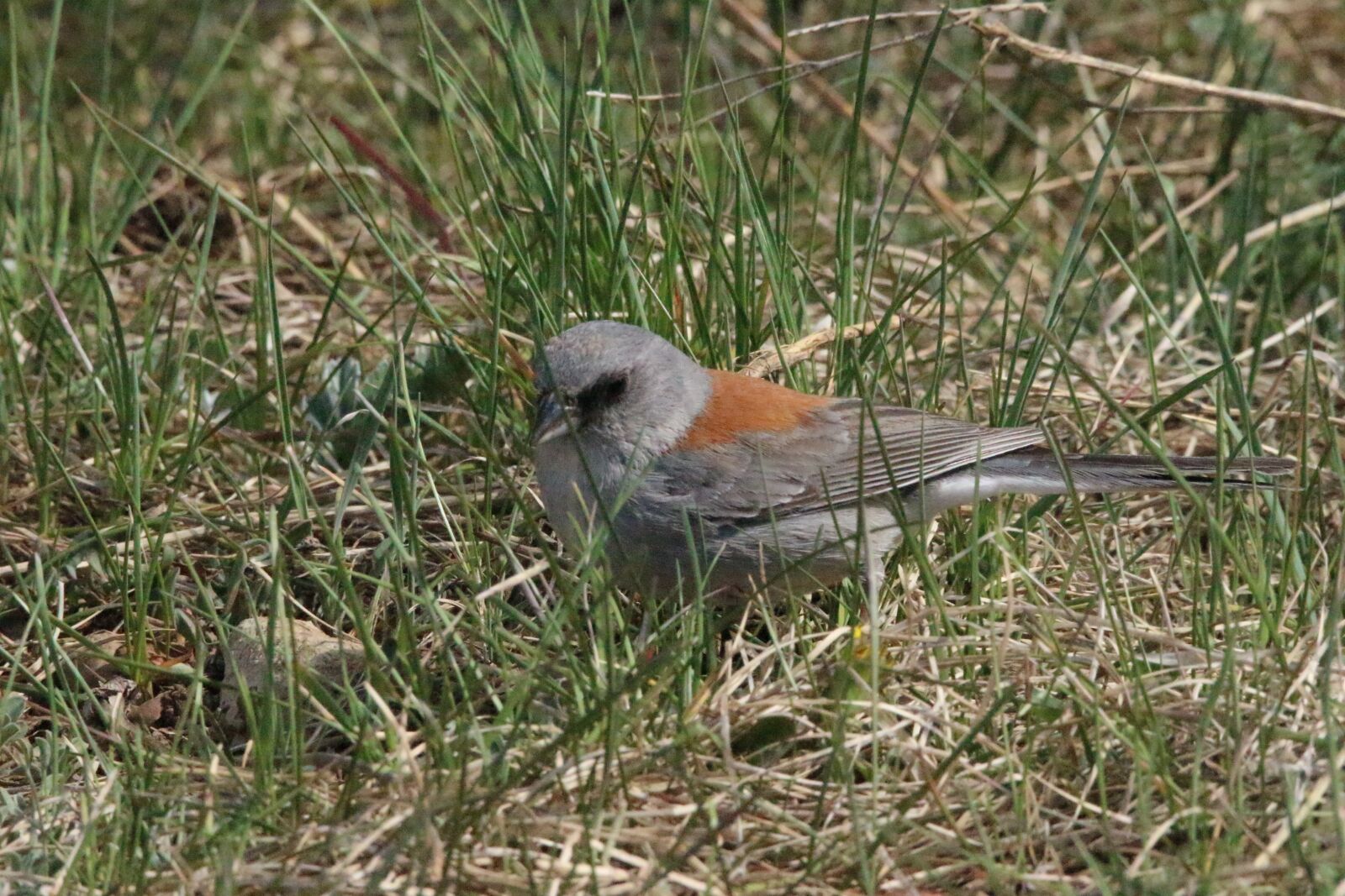 Canon EOS 100D (EOS Rebel SL1 / EOS Kiss X7) sample photo. Bird, grass, nature photography