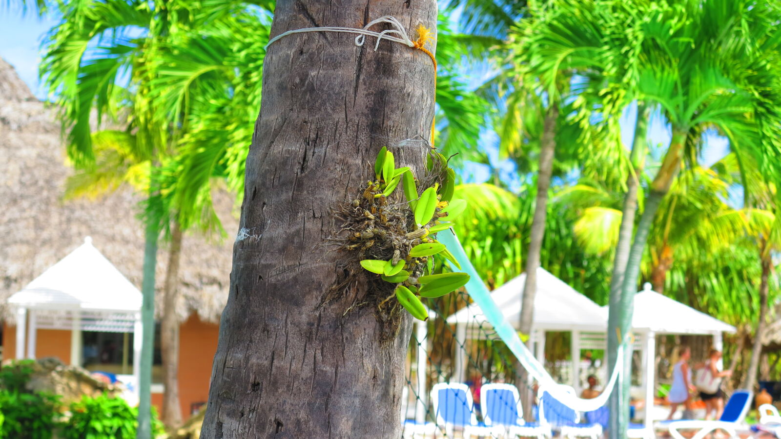 Canon PowerShot G1 X sample photo. Amazi, cuba, mothernature, nature photography
