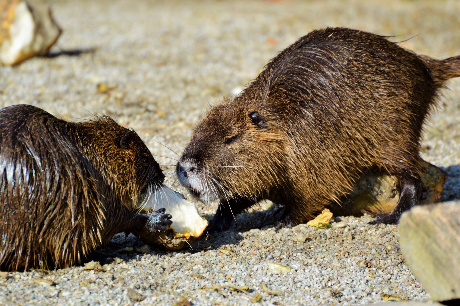 Nikon D3200 sample photo. Nutria, rodent, water rat photography