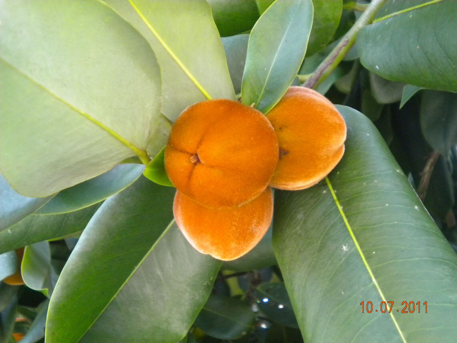 Nikon Coolpix S220 sample photo. Fruit, malaysia, ornamental photography