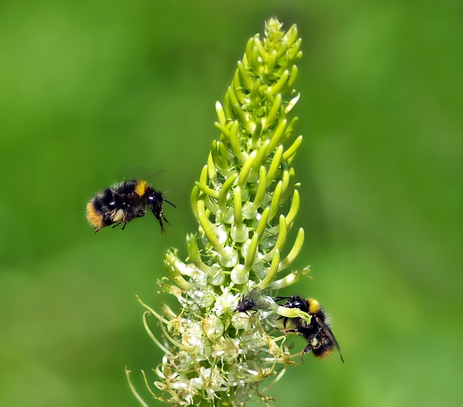 Olympus E-450 (EVOLT E-450) sample photo. Meadow bumble bees, bumblebees photography