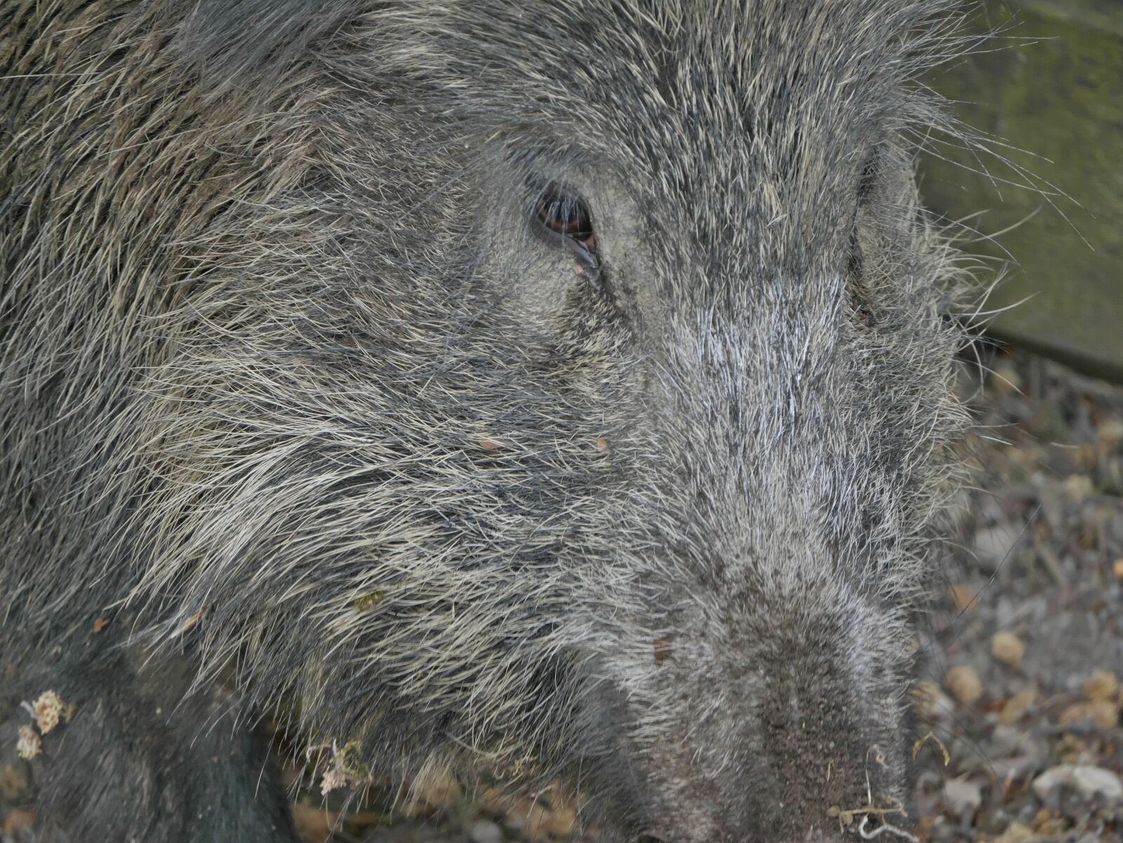 Panasonic Lumix DMC-GM5 sample photo. Wild boar, female, pig photography