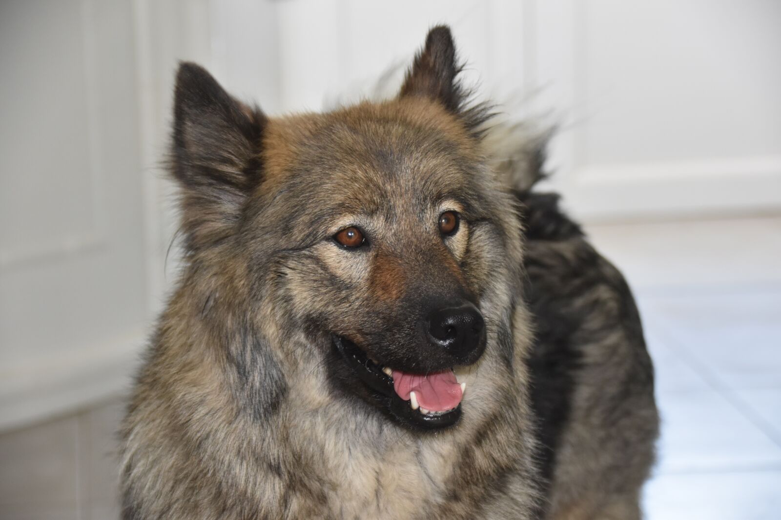 Nikon D5600 sample photo. Dog, bitch, dog eurasier photography