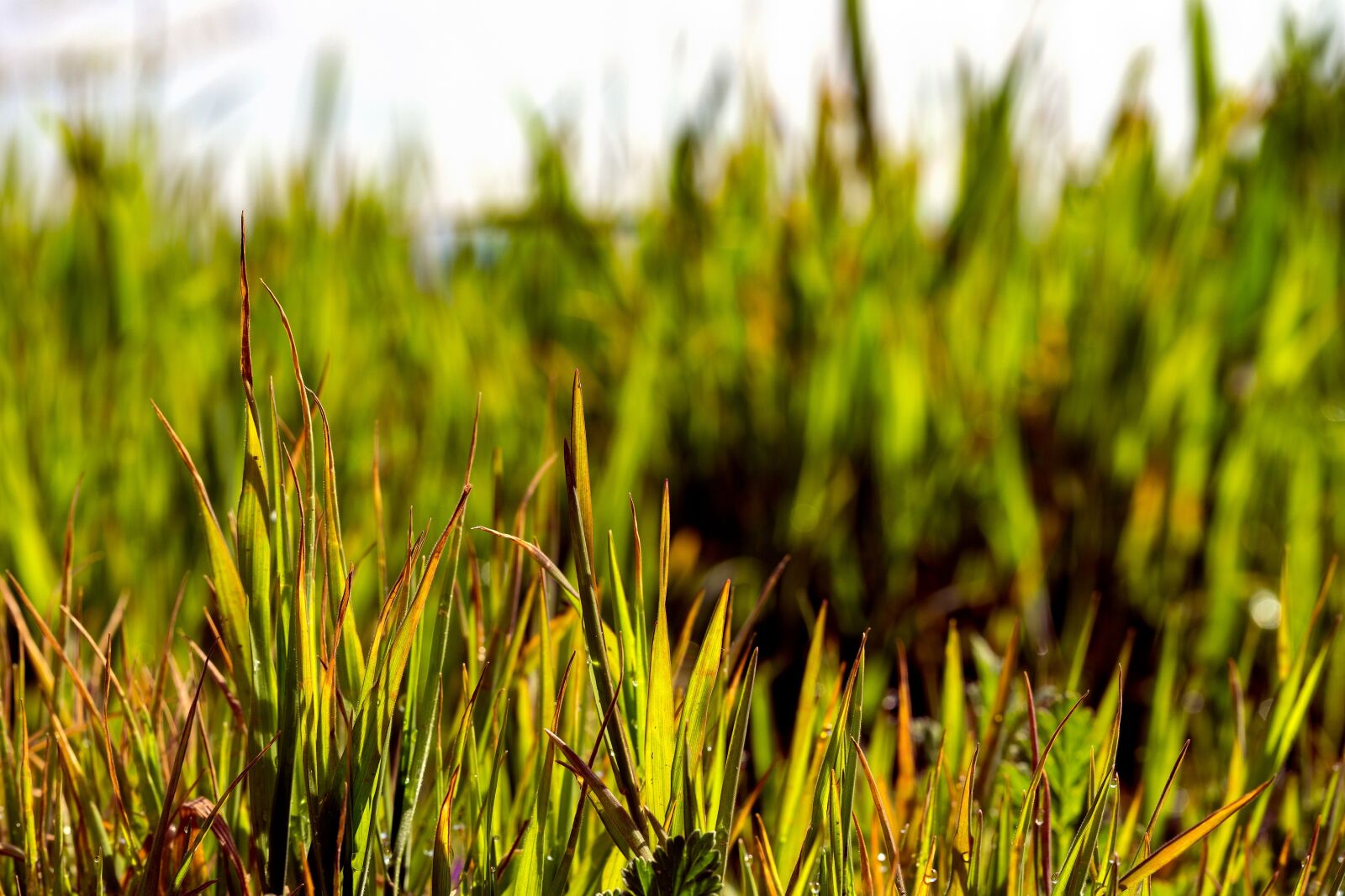 Sony a6000 + E 60mm F2.8 sample photo. Grass, green, nature photography