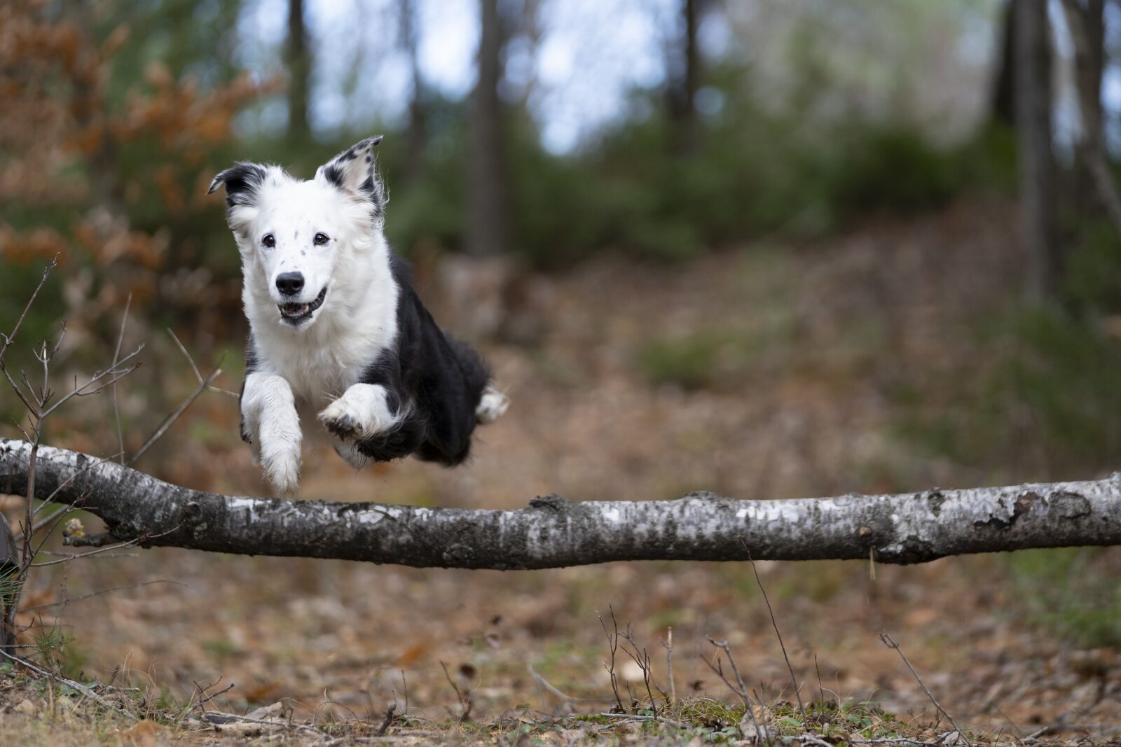 Sony a7 III + Sony FE 70-200mm F2.8 GM OSS sample photo. Dog, pet, black and photography