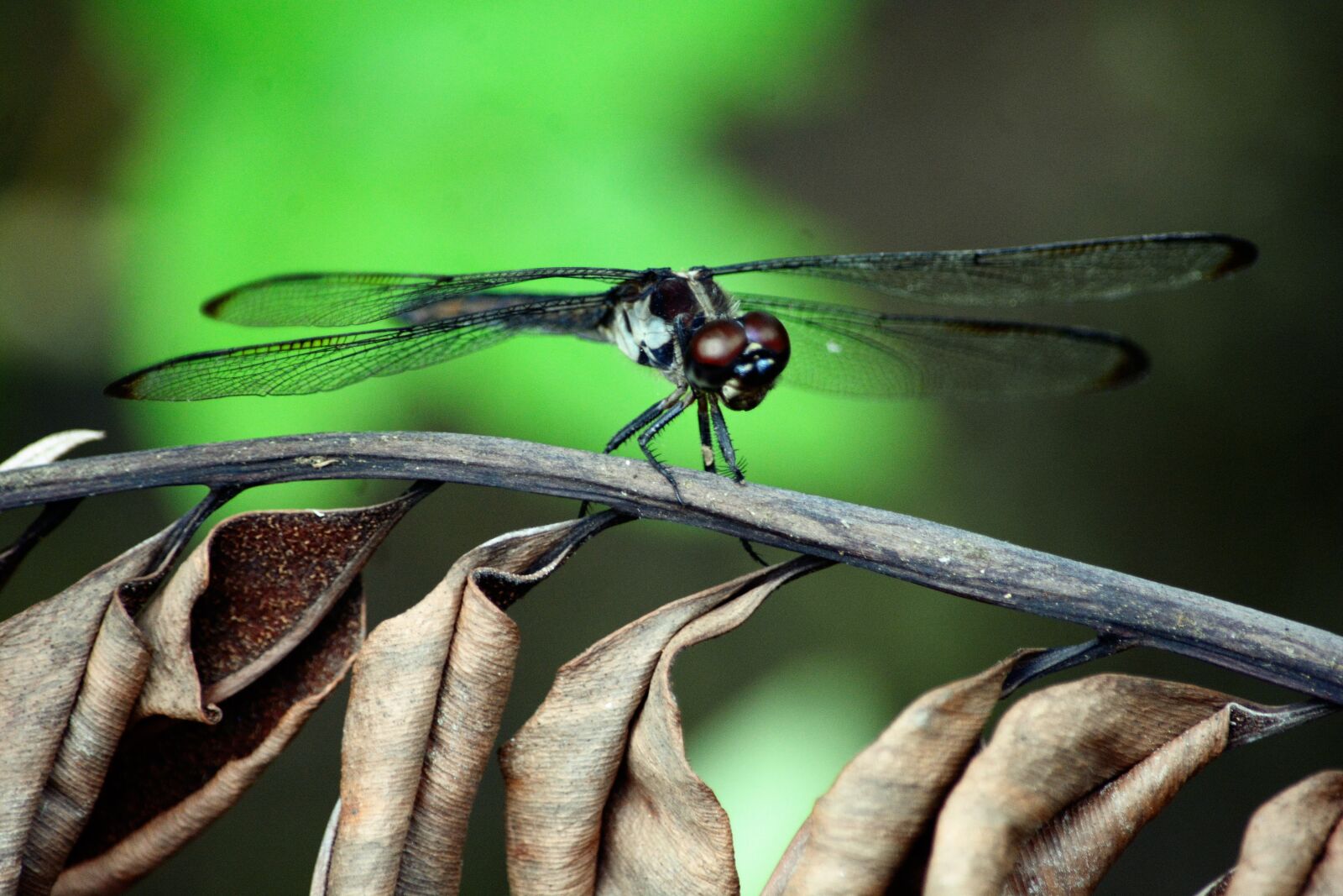 Nikon D7100 sample photo. Dragonfly, large, brown photography